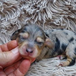 GABRIELLA - Dapple female Dachshund puppy in Swink, Oklahoma from Palali Farm