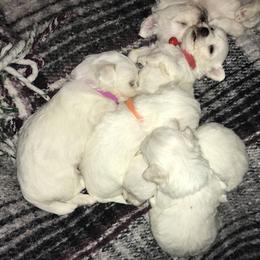 Maltese Puppies from Emotional Amor Support