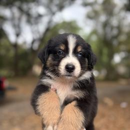 Rocky AKC - Black tri-color male Australian Shepherd puppy in Orlando, Florida from Skaky Shepherds