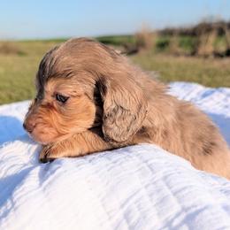 Donald - Dapple male Dachshund puppy in Unadilla, Georgia from Hamsley's Puppy Palace
