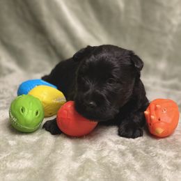 Scottish Terrier Puppies from Starlight Scotties