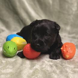 Scottish Terrier Puppies from Starlight Scotties