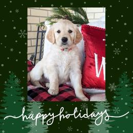 Golden Retriever Puppies from Mountain Sky Goldens   https://youtu.be/30SVQesEtig?si=CMjASv_Tza1VKSNt
