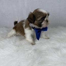 Ferrero - Tricolor male Shih Tzu puppy in Columbia, Kentucky from Lisa Bandy Luxe Shih Tzu