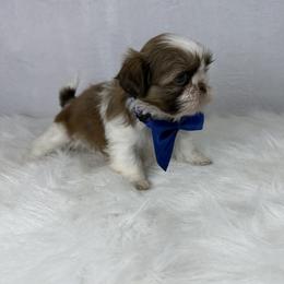 Ferrero - Tricolor male Shih Tzu puppy in Columbia, Kentucky from Lisa Bandy Luxe Shih Tzu