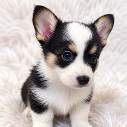 Dolly - Black and white female Cardigan Welsh Corgi puppy in Kerens, West Virginia from Leather & Lace