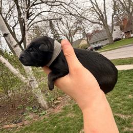 Orchid - Sable female German Shepherd puppy in Perrysburg, Ohio from Fancy GSDs