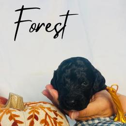 Forest - Black male Goldendoodle puppy in Cedartown, Georgia from Loyal Doodles