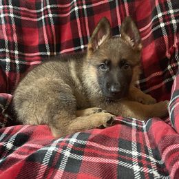 German Shepherd Puppies from Beacham German Shepherds