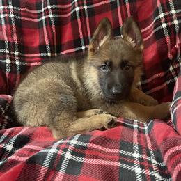 German Shepherd Puppies from Beacham German Shepherds