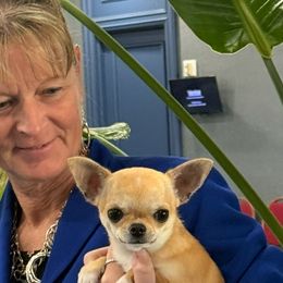 Chihuahuas from Hidden Valley