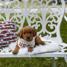 F1b Grey collar - Red  male Goldendoodle puppy in Spokane, Washington from Beloved_doodles_WA