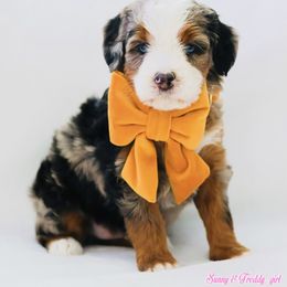 Lynn - Blue merle female Aussiedoodle puppy in Diamond Bar, California from Furrytaildoodles