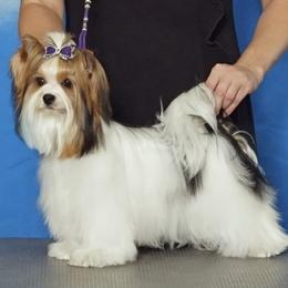 Pipa - Biewer Terrier