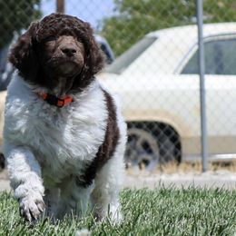 Riot - Parti male Poodle puppy in Hesperia, California from HD Poodles