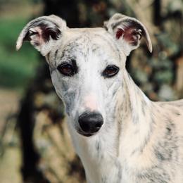 Whippets from Whippets of Westgate