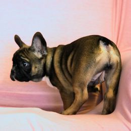 French Bulldog Puppies from Snuggle Buddy French Bulldogs