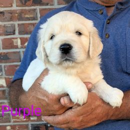 Poppy - Light golden female Golden Retriever puppy in Winnsboro, Texas from Goldway Golden Retrievers