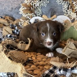 Jack Daniels - Red & white male Miniature Australian Shepherd puppy in California from Eagle River Aussies