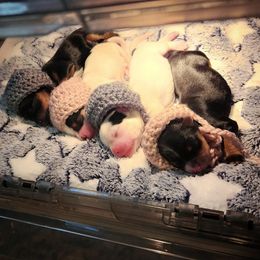 Yorkshire Terrier Puppies from Bitter Sweet Yorkies