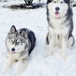 Siberian Huskies from Black Diamond Siberian Huskies