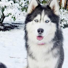 Siberian Huskies from Black Diamond Siberian Huskies