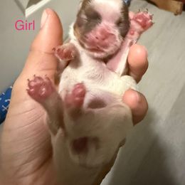 Girl 2 - Liver and white female Shih Tzu puppy in Ft Mc Coy, Florida from Everlasting Shih Tzu