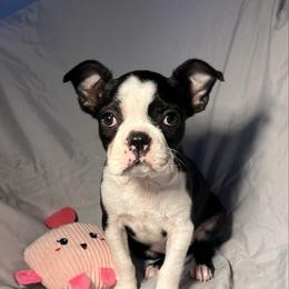 Gigi - Black brindle and white female Boston Terrier puppy in London, Kentucky from Puppy Love