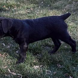 Cupid - Black female Cane Corso puppy in Utah from 3Lake Kennelz