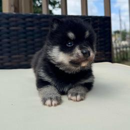 Yorick - Tri-color male Pomsky puppy in Boonville, Indiana from Elysian Pomskies