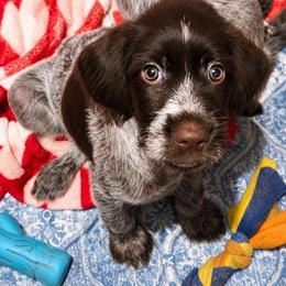 Miracle - Brown and gray female Wirehaired Pointing Griffon puppy in Maiden, North Carolina from Saint Barbara's Wirehaired Pointing Griffons