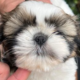 MAYA - Shih Tzu