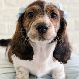 Faith - Piebald female Dachshund puppy in Auburn, Alabama from Blue Bow Kennels