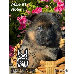 Robert - Black and red male German Shepherd puppy in Hesperia, California from Von Geesa