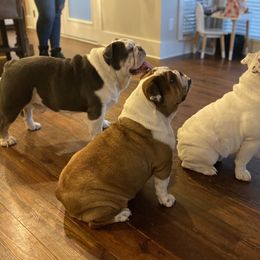 Bulldog All Grown Up from Classic City Bulldogs