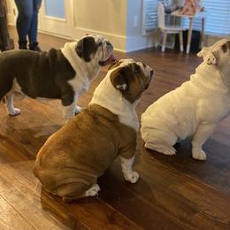 Bulldog All Grown Up from Classic City Bulldogs