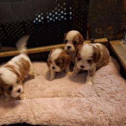 Puppy - Blenheim female Cavalier King Charles Spaniel puppy in Holbrook, New York from Merimaur Goldens and Cavaliers