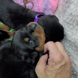 Girl 1 - Rottweiler puppy in Cocoa, Florida from Space Coast Rottweilers