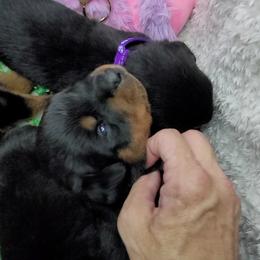 Girl 1 - Rottweiler puppy in Cocoa, Florida from Space Coast Rottweilers