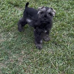 CP Purple AKC Toy - Black and silver female Miniature Schnauzer puppy in Benson, North Carolina from A Bundle of Love