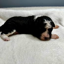 Black and white - Black and white male Bernedoodle puppy in Holt, Missouri from Mindys Doodles