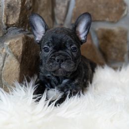 Boy 1 - male French Bulldog puppy in Florida from Lyons Pride Pups