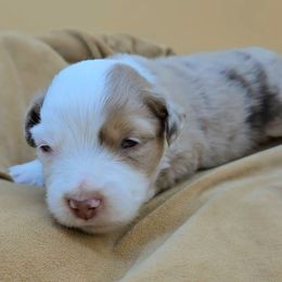 Blue Collar Boy - Red merle male Miniature American Shepherd puppy in Lexington, Kentucky from Deuce's Den