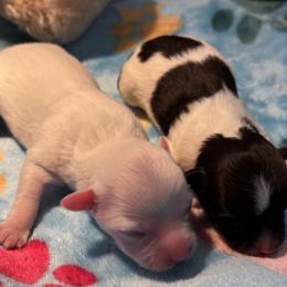 Boy 2 - Cream male Havanese puppy in East Lansing, Michigan from VanCort's Happy Havanese