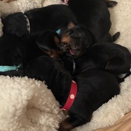 Bloom - Black and mahogany female Rottweiler puppy in Kinston, North Carolina from Domov Kartelu Rottweilers