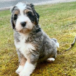 Mr. Jack-O-Lantern - Merle male Bernedoodle puppy in Hegins, Pennsylvania from Bubbling Springs Doodles, LLC