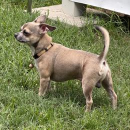 Coop - Chihuahua