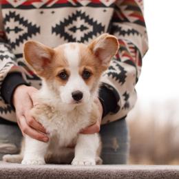 Boy 4, Duck - Red male Pembroke Welsh Corgi puppy in La Grange, Wyoming from Merrygold Corgis