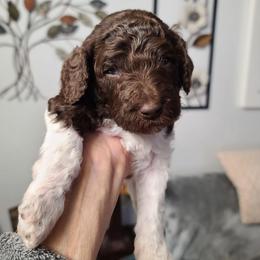 Purple Collar,Disco - Parti male Poodle puppy in Colorado Springs, Colorado from Silly's Standard Poodles