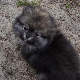 Coal - Wolf sable male Pomeranian puppy in Sanford, Florida from Serena's Poms